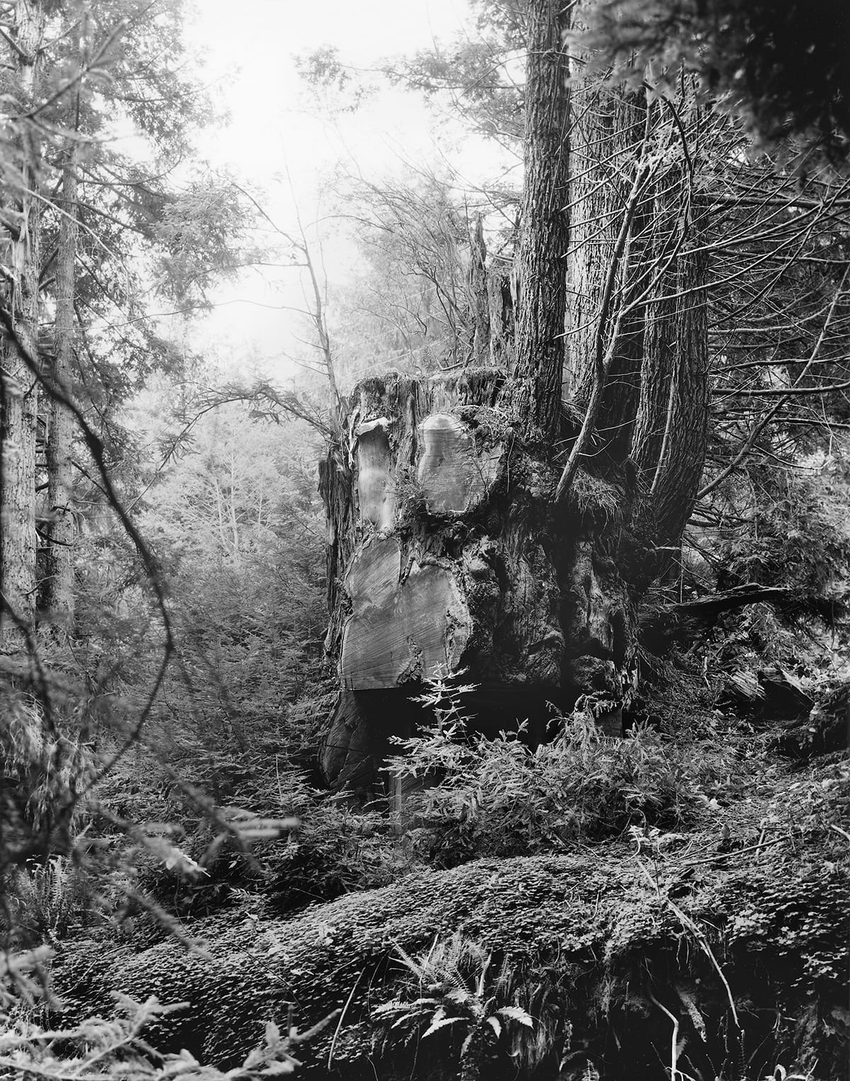 Kirk Crippens & Gretchen LeMaistre, "Semper Virens" from <em>Live Burls</em>&nbsp;(© Kirk Crippens & Gretchen LeMaistre, courtesy Schilt Publishing)