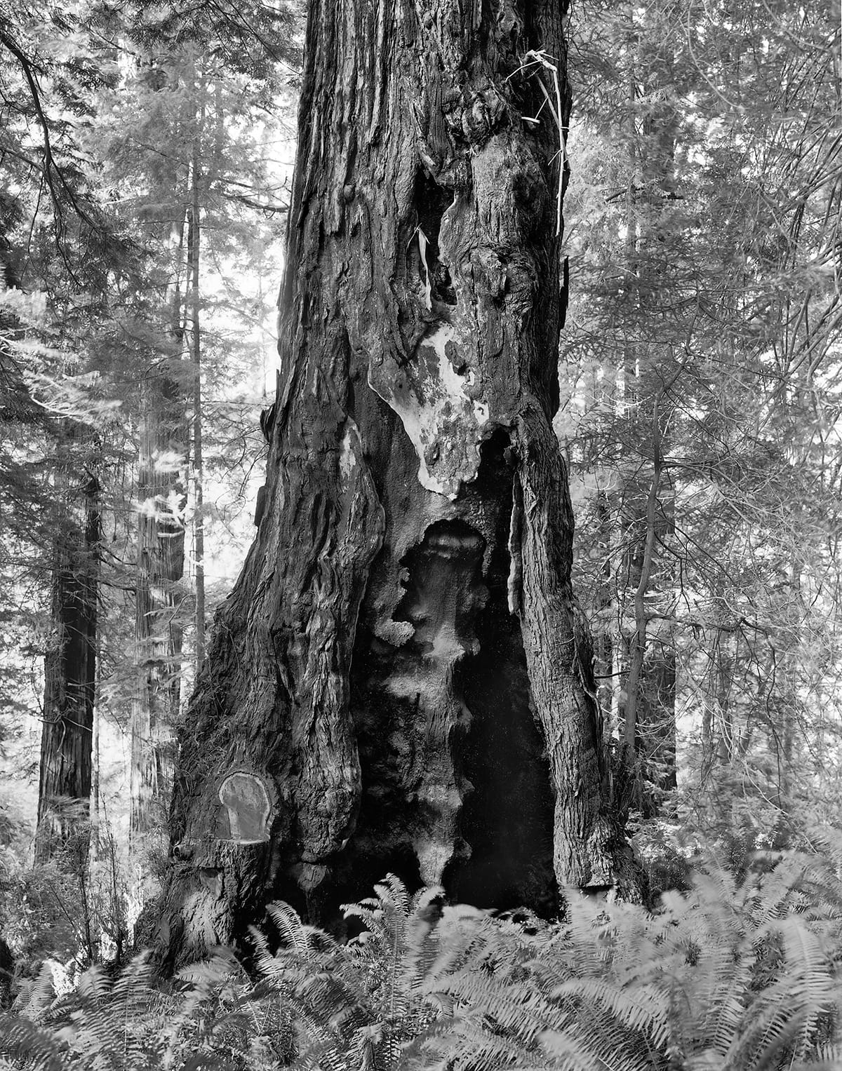 Kirk Crippens & Gretchen LeMaistre, "Skunk Cabbage" from <em>Live Burls</em>&nbsp;(© Kirk Crippens & Gretchen LeMaistre, courtesy Schilt Publishing)