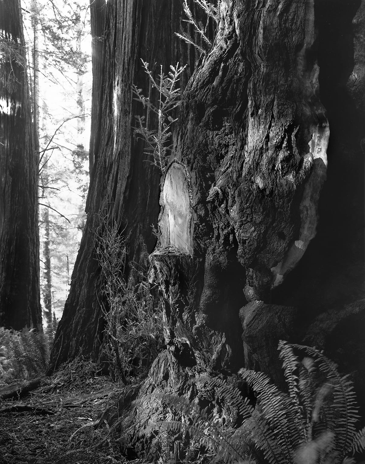 Kirk Crippens & Gretchen LeMaistre, "Swamp Lantern" from <em>Live Burls</em>&nbsp;(© Kirk Crippens & Gretchen LeMaistre, courtesy Schilt Publishing)