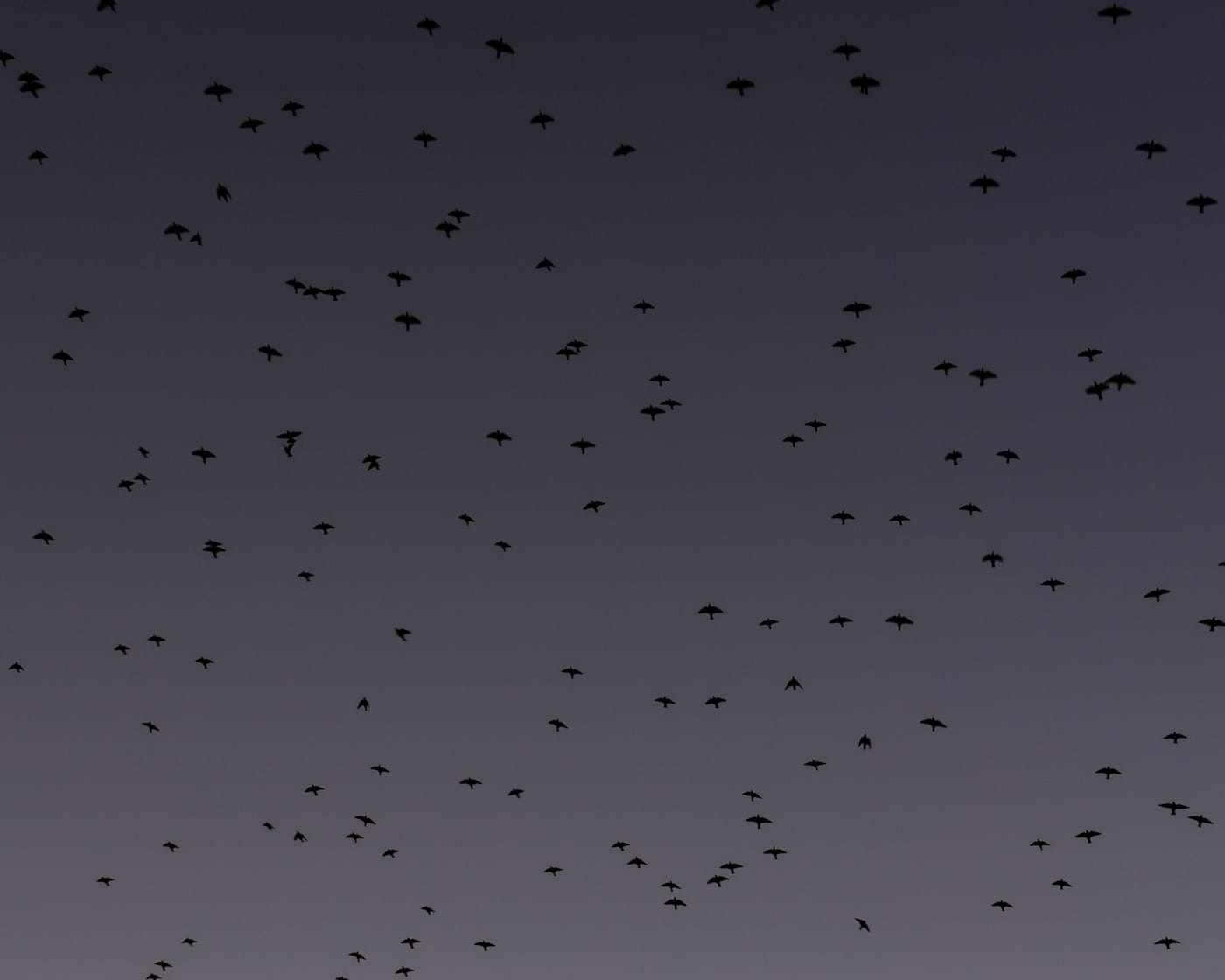 Zora J Murff and Rana Young, "Untitled," from Fade Like a Sigh