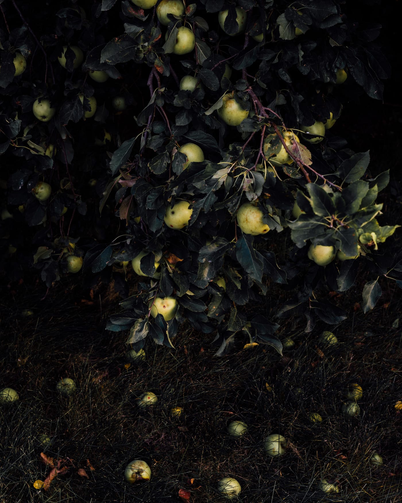 Zora J Murff and Rana Young, "Untitled," from Fade Like a Sigh