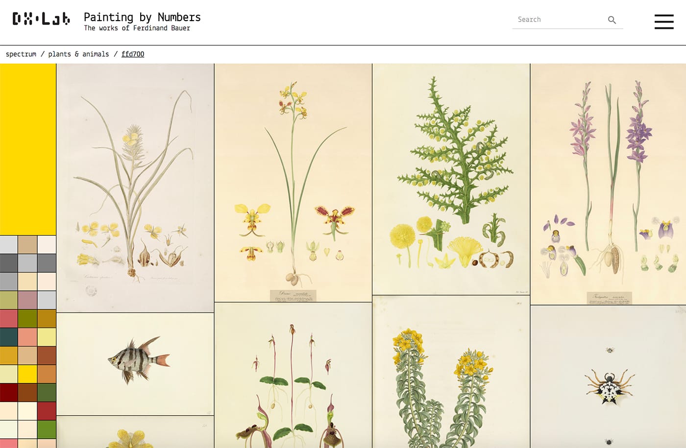 Painting by Numbers: The Life and Art of Ferdinand Bauer from DX Lab (screenshot by the author for Hyperallergic)