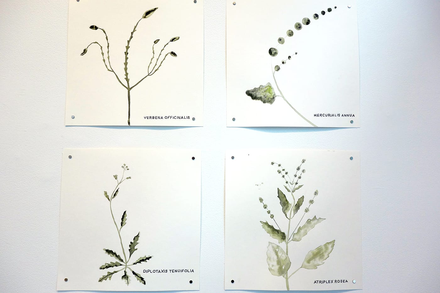 Installation view of <em>Maria Thereza Alves, Seeds of Change: New York—A Botany of Colonization</em> at the Arnold and Sheila Aronson Galleries, Sheila C. Johnson Design Center, Parsons School of Design (photo by the author for Hyperallergic)