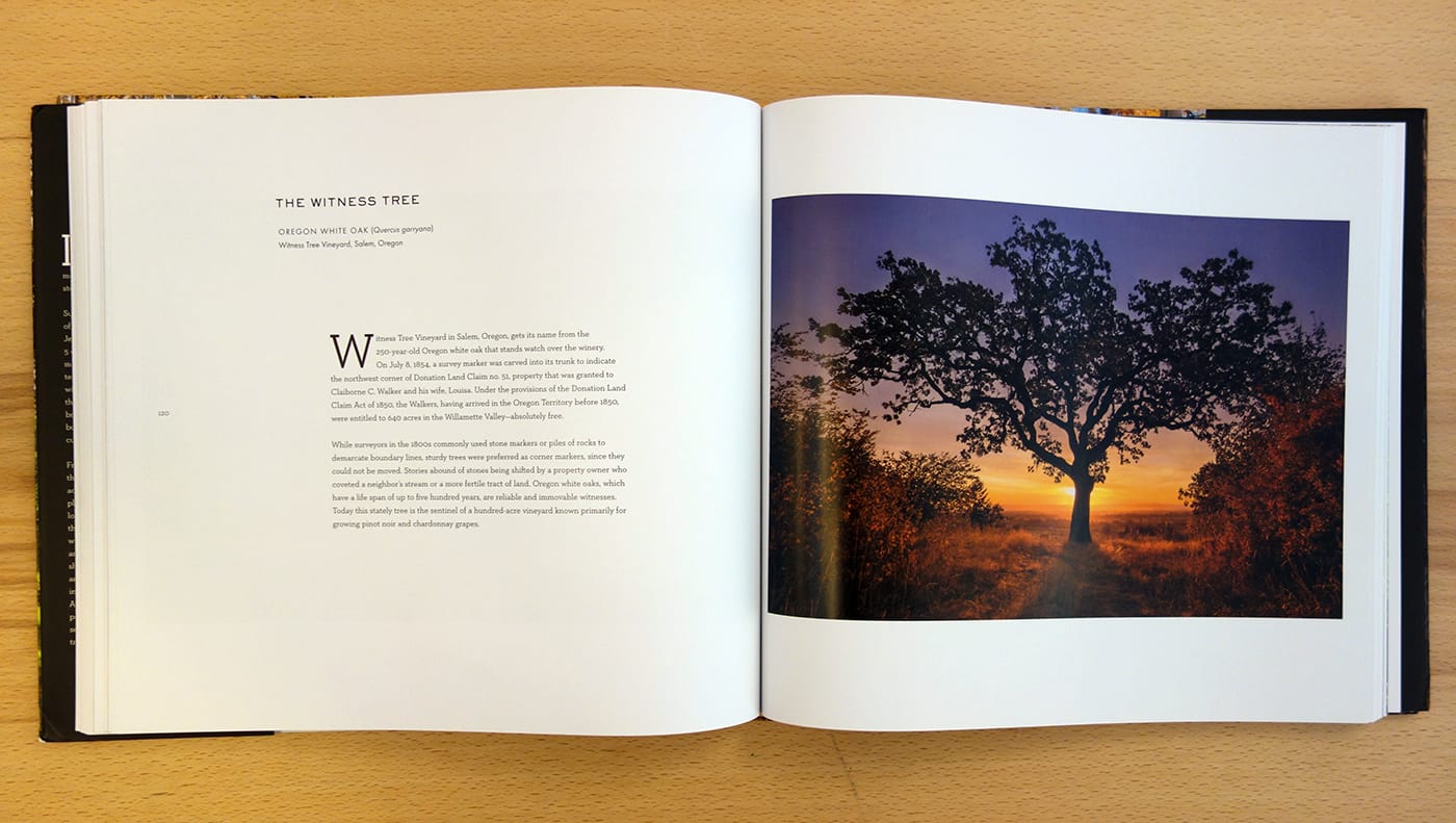 Pages from <em>Wise Trees&nbsp;</em> (photo of the book for Hyperallergic)