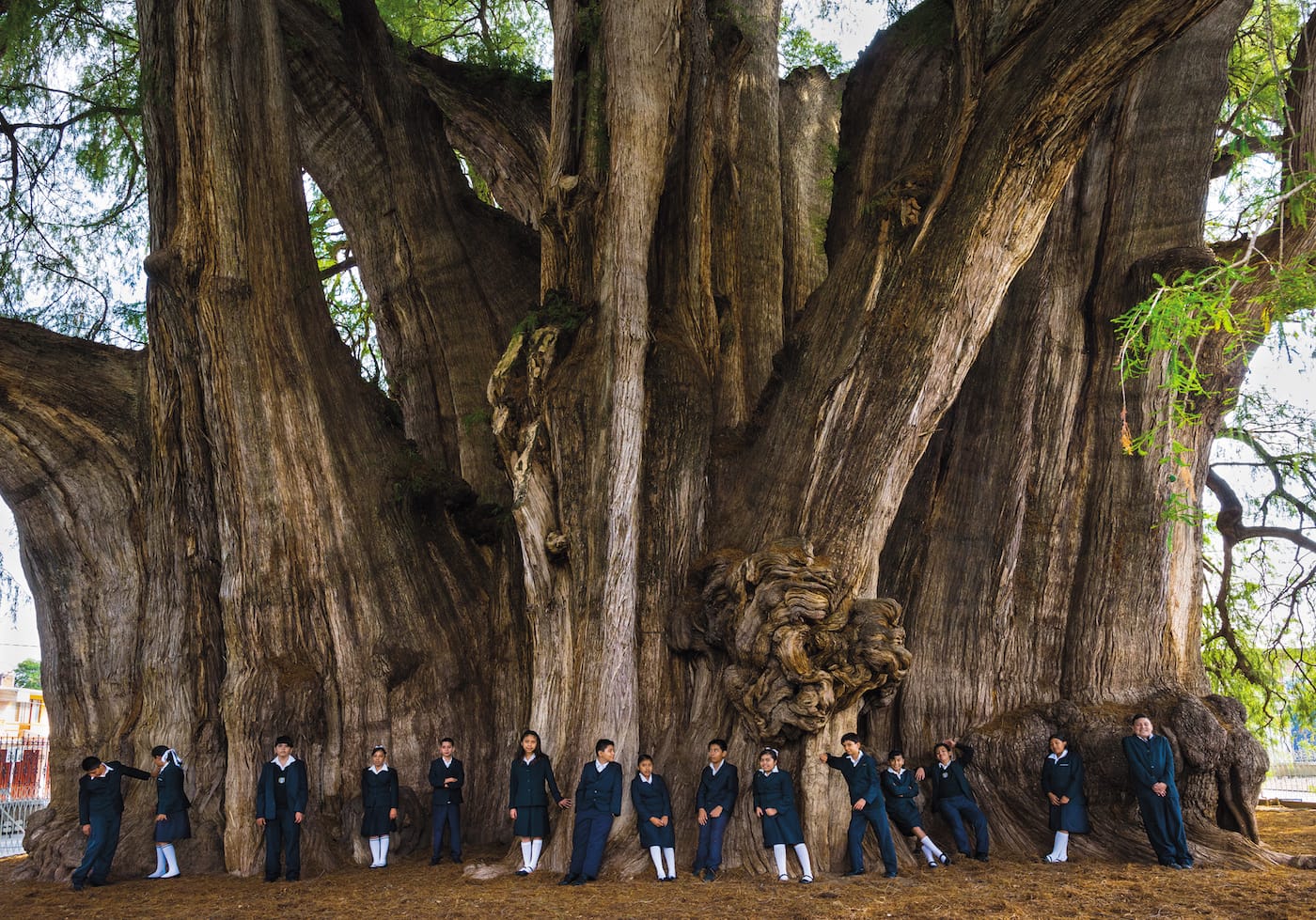 "El Árbol del Tule": Montezuma Cyprus (Taxodium mucronatum), Santa María del Tule, Oaxaca, Mexico&nbsp;(© Diane Cook and Len Jenshel)