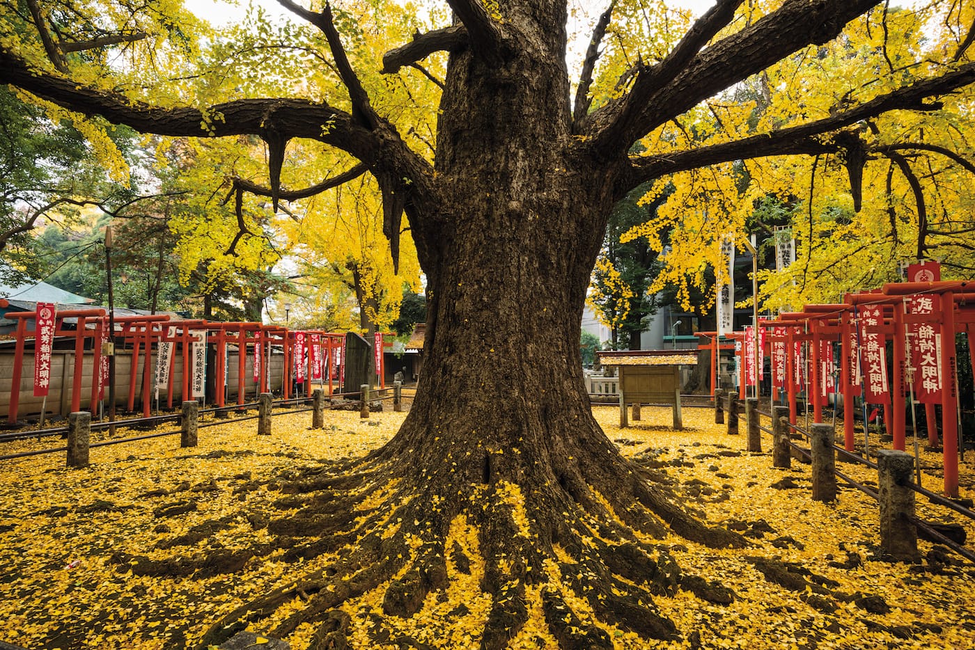 "The Child-Giving Ginkgo": Ginkgo (Ginkgo biloba), Zoshigaya Kishimojin-do Temple, Tokyo, Japan&nbsp;(© Diane Cook and Len Jenshel)