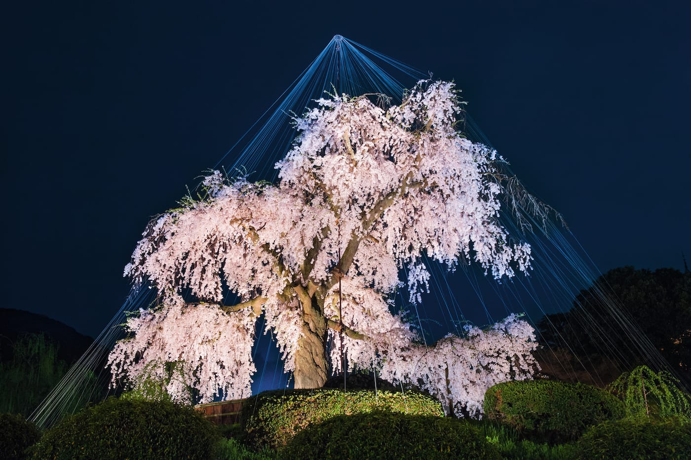 "Gion Weeping Cherry": Higan Cherry (Prunus subhirtella), Maruyama Park, Gion District, Kyoto, Japan (© Diane Cook and Len Jenshel)