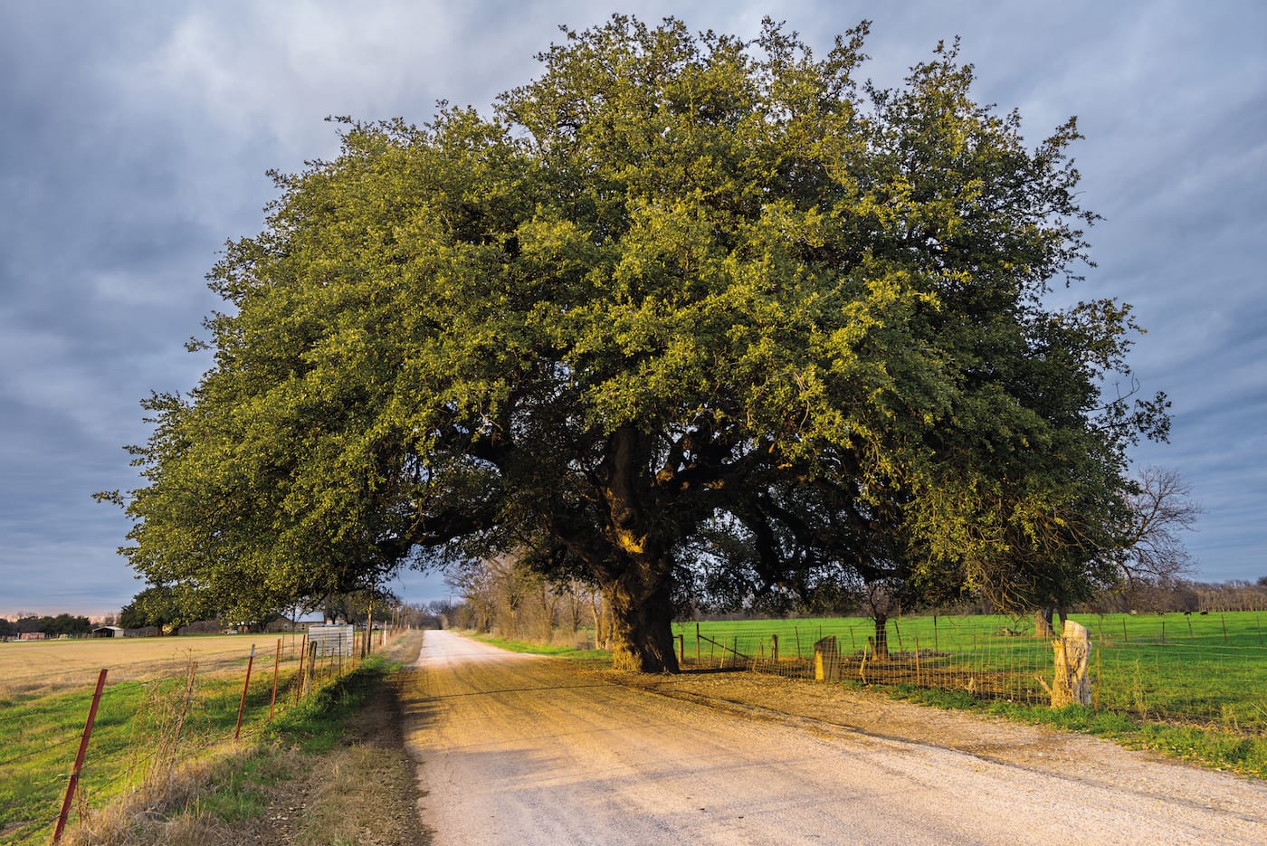 "The Wedding Oak": Escarpment Live Oak (Quercus fusiformis), San Saba, Texas&nbsp; (© Diane Cook and Len Jenshel)