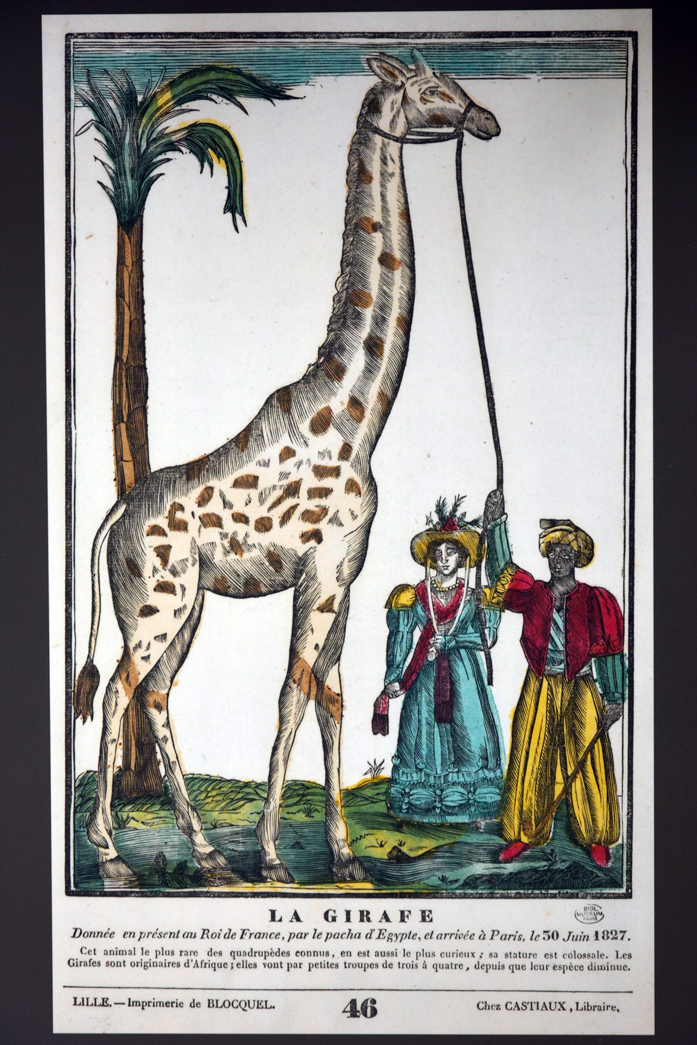 Picture of the giraffe given to Charles X (via Wikimedia)