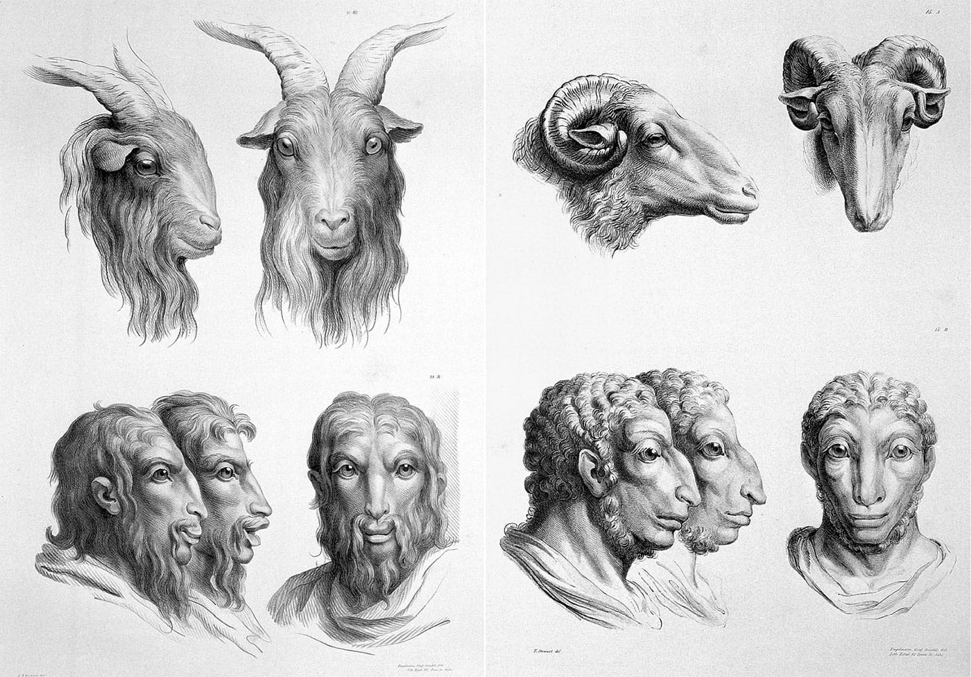 Lithographic drawings illustrative of the relation between the human physiognomy and that of the brute creation, from designs by Charles Le Brun (via Wellcome Images/Wikimedia)