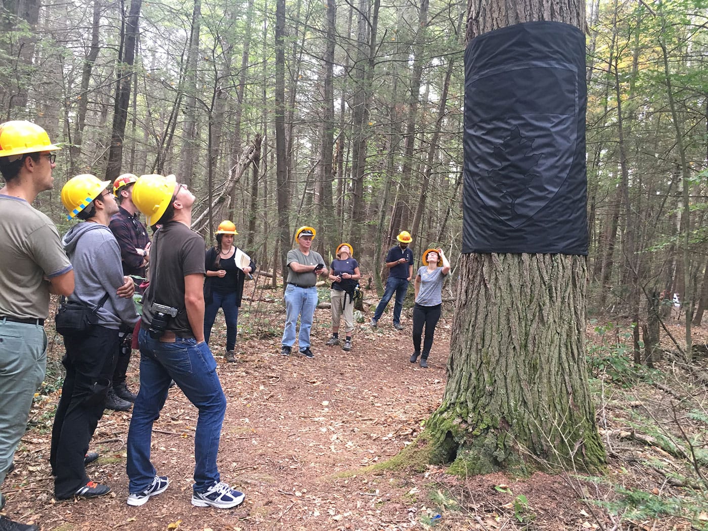 A tour of <em>Hemlock Hospice</em> led by proctor Jill Fusco, with "Black Armband Ecology" (2017), installation at Harvard Forest (courtesy Harvard Forest Archives, Harvard University, photo by Neil Pederson)