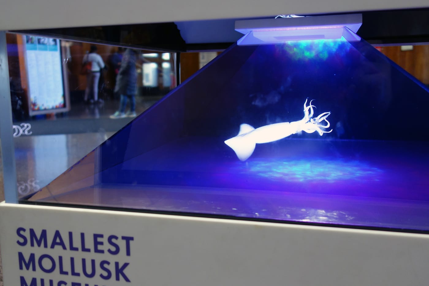 MICRO's Smallest Mollusk Museum at the Brooklyn Public Library (photo by the author for Hyperallergic)