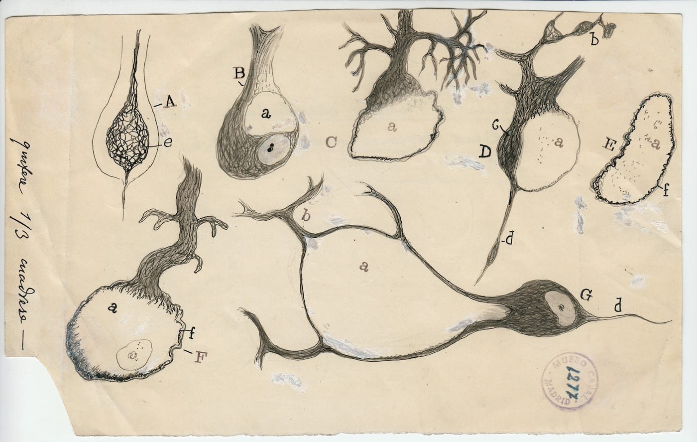 Santiago Ramón y Cajal, "Injured Purkinje neurons of the cerebellum" (1914), ink and pencil on paper, 5 x 8 1/8 inches (courtesy Cajal Institute (CSIC), Madrid)