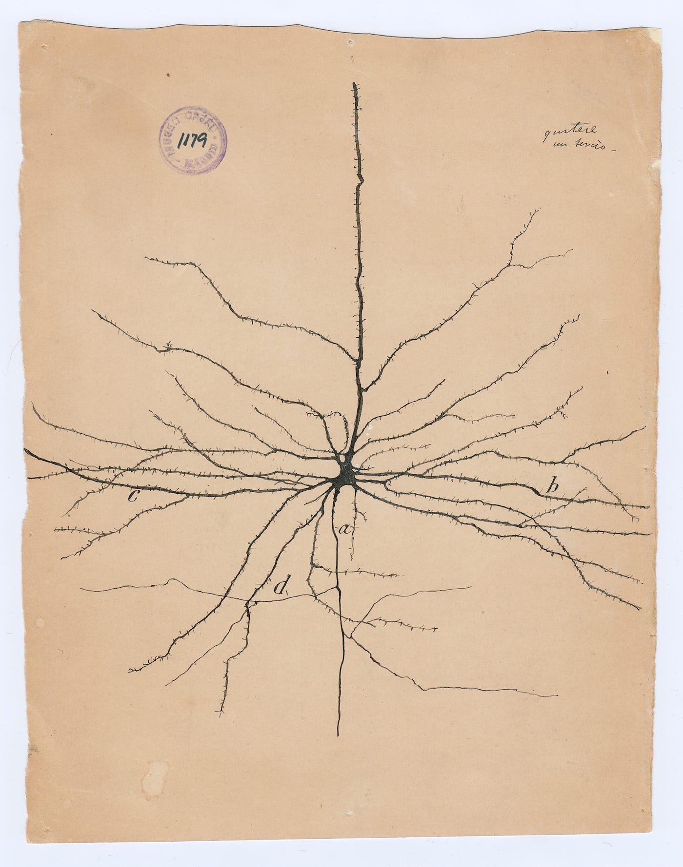 Santiago Ramón y Cajal, "The pyramidal neuron of the cerebral cortex" (1904), ink and pencil on paper, 8 5/8 x 6 7/8 inches (Cajal Institute (CSIC), Madrid)