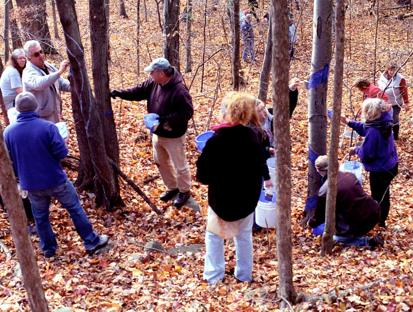 Trees being painted in Rensselaer County, New York, location of Kinder Morgan's Northeast Direct Project, a proposed pipeline expansion (photo by Jack Baran, 2015; courtesy Aviva Rahmani)