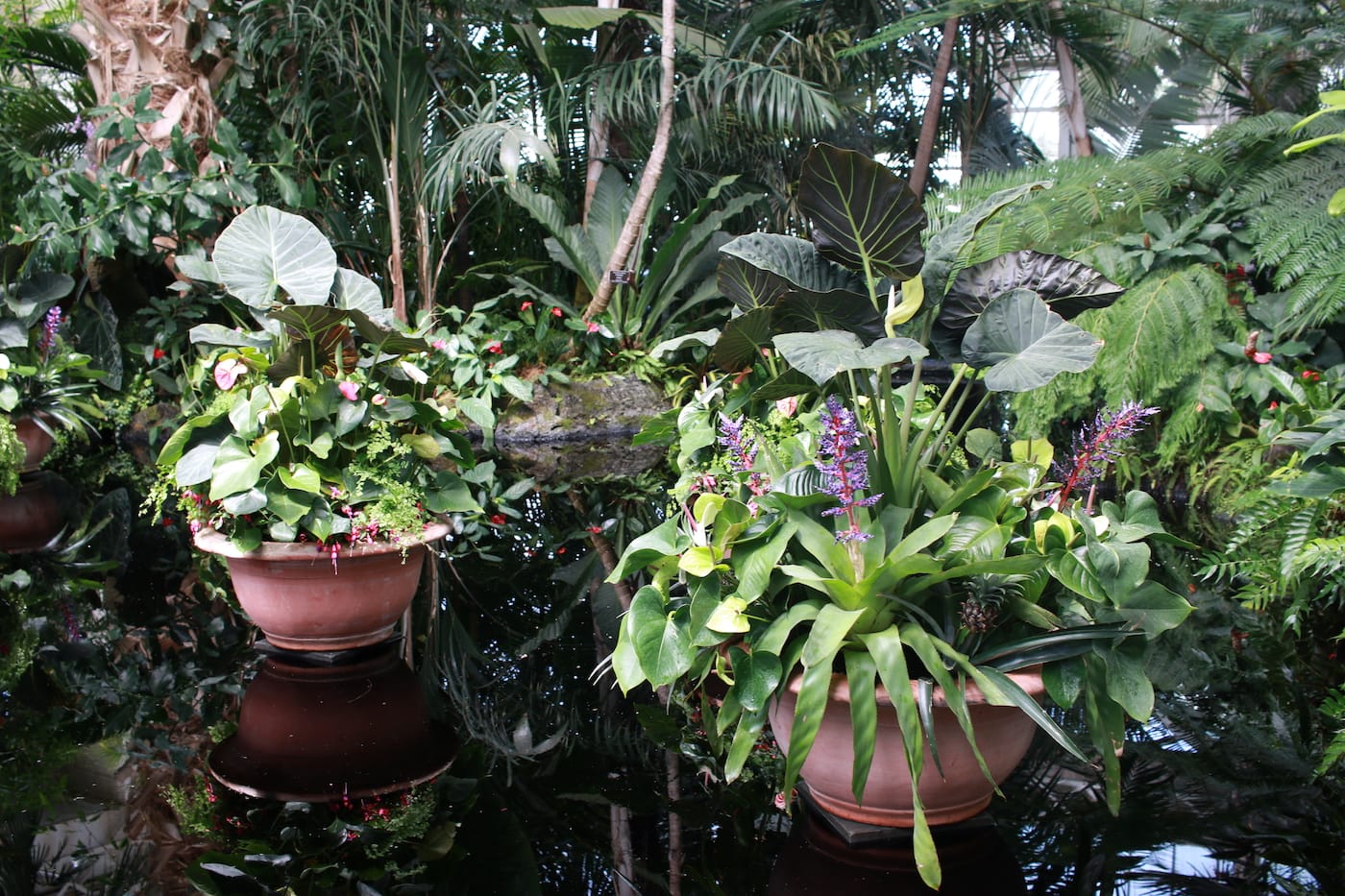 Detail of the “Hawai’ian Paradise Garden” in the Enid A. Haupt Conservatory at the New York Botanical Garden