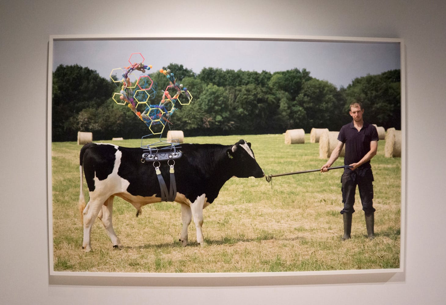 Maria McKinney, <em>Sire</em> series, C-print, 147 X 220 cm. (all photos courtesy of the author for Hyperallergic)