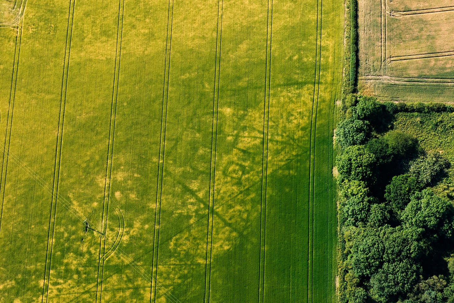 Iron Age square barrows, Pocklington, Yorkshire. The cropmarks of four squares indicate the distinctive remains of Iron Age burial sites found this year on the Yorkshire Wolds. These cropmarks represent the ditch surrounding a burial mound (photo by Emma Trevarthen, copyright Historic England)