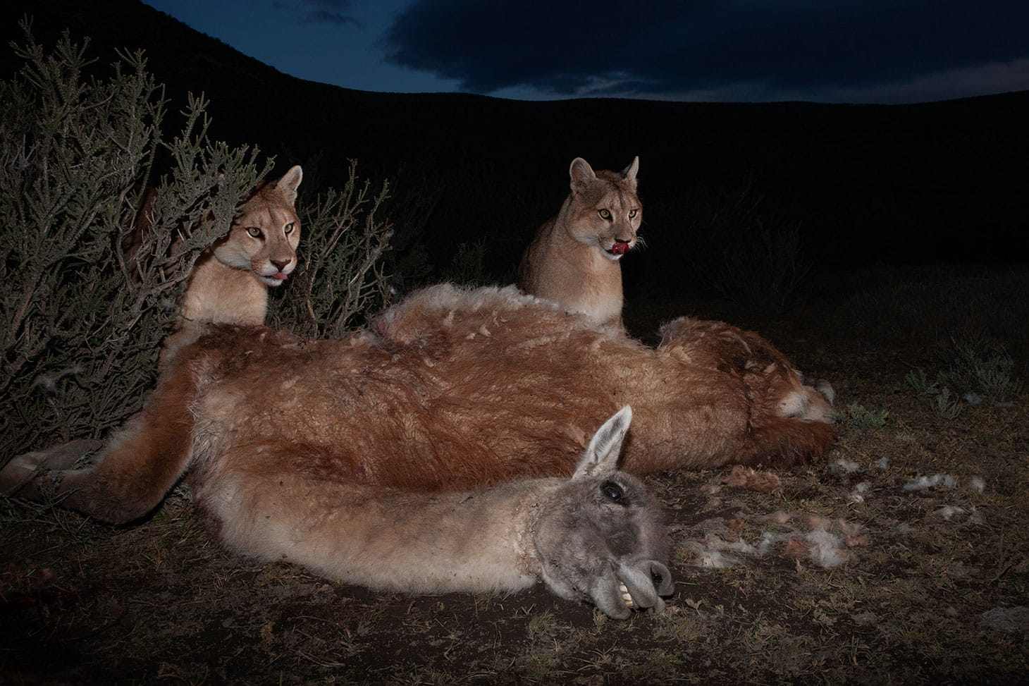 Ingo Arndt, "Wild Pumas of Patagonia" (2018): Year-old puma cubs feed from the carcass of an adult guanaco, killed the night before (© Ingo Arndt, for National Geographic)
