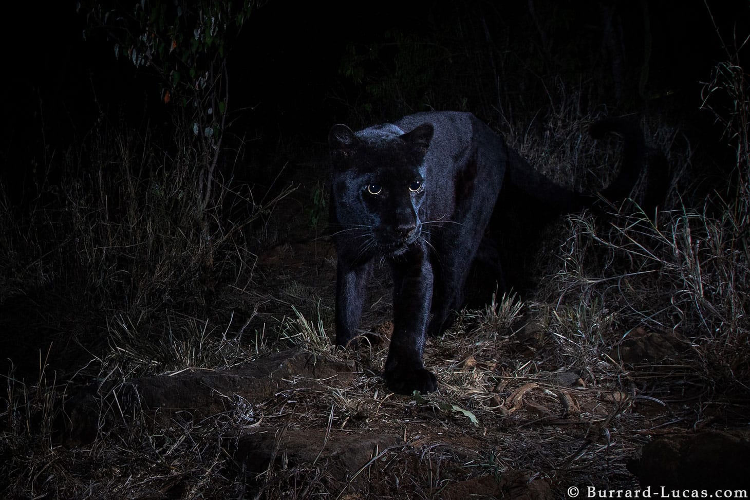 A black leopard at Laikipia Wilderness Camp in Kenya, photo taken with a Camtraptions Camera Trap