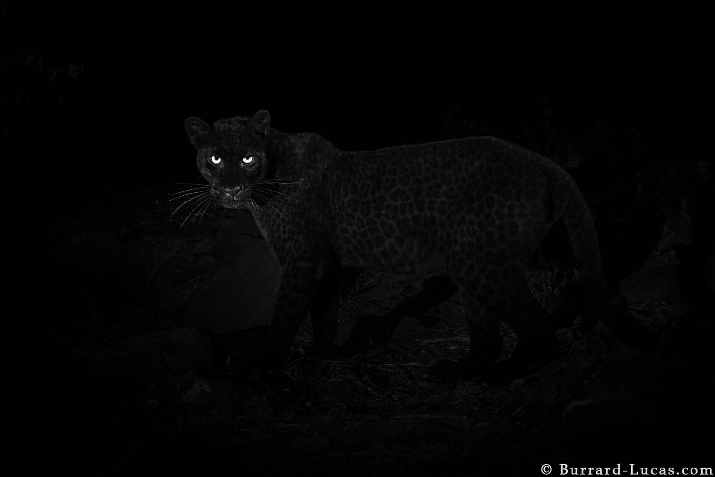 A black leopard at Laikipia Wilderness Camp in Kenya, photo taken with a Camtraptions Camera Trap