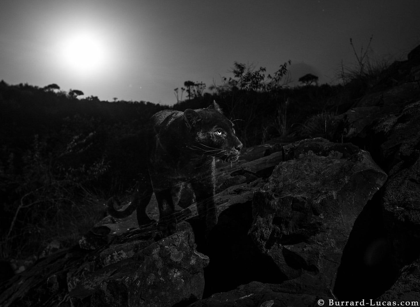 A black leopard at Laikipia Wilderness Camp in Kenya, taken with a Camtraptions Camera Trap