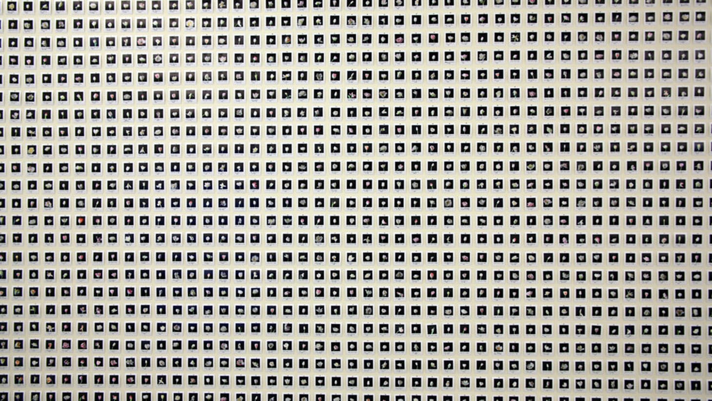 Anna Ridler, "Myriad (Tulips)" (ⓒ 2019 Anna Ridler)