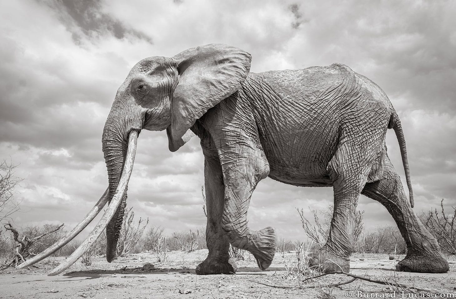 F_MU1 (all images by Will Burrard-Lucas in partnership with Tsavo Trust; all images also appear <em>Land of Giants</em>)