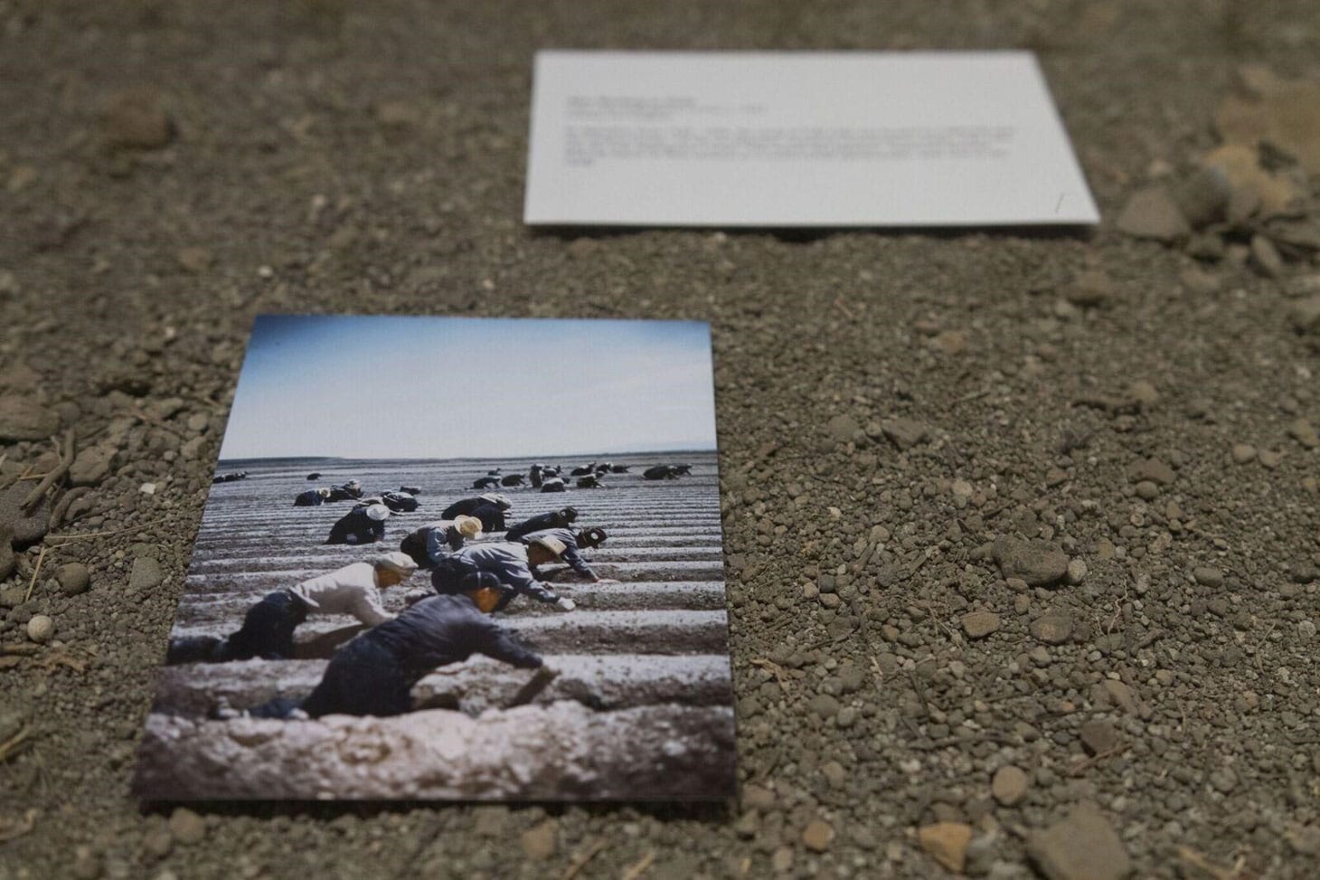 Photo of Japanese-Americans interned at Tule Lake Segregation Center, placed on soil from the site at the SCAD Museum of Art (photo by Sita Kuratomi Bhaumik)