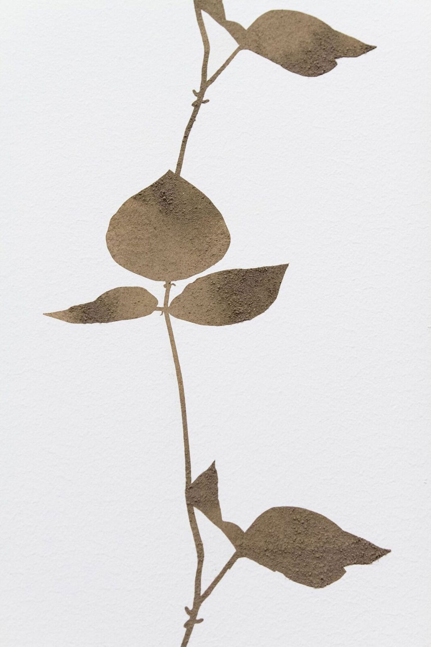 A pole-bean cyanotype filled with soil from the Tule Lake Segregation Center at the SCAD Museum of Art (photo courtesy Sita Kuratomi Bhaumik)