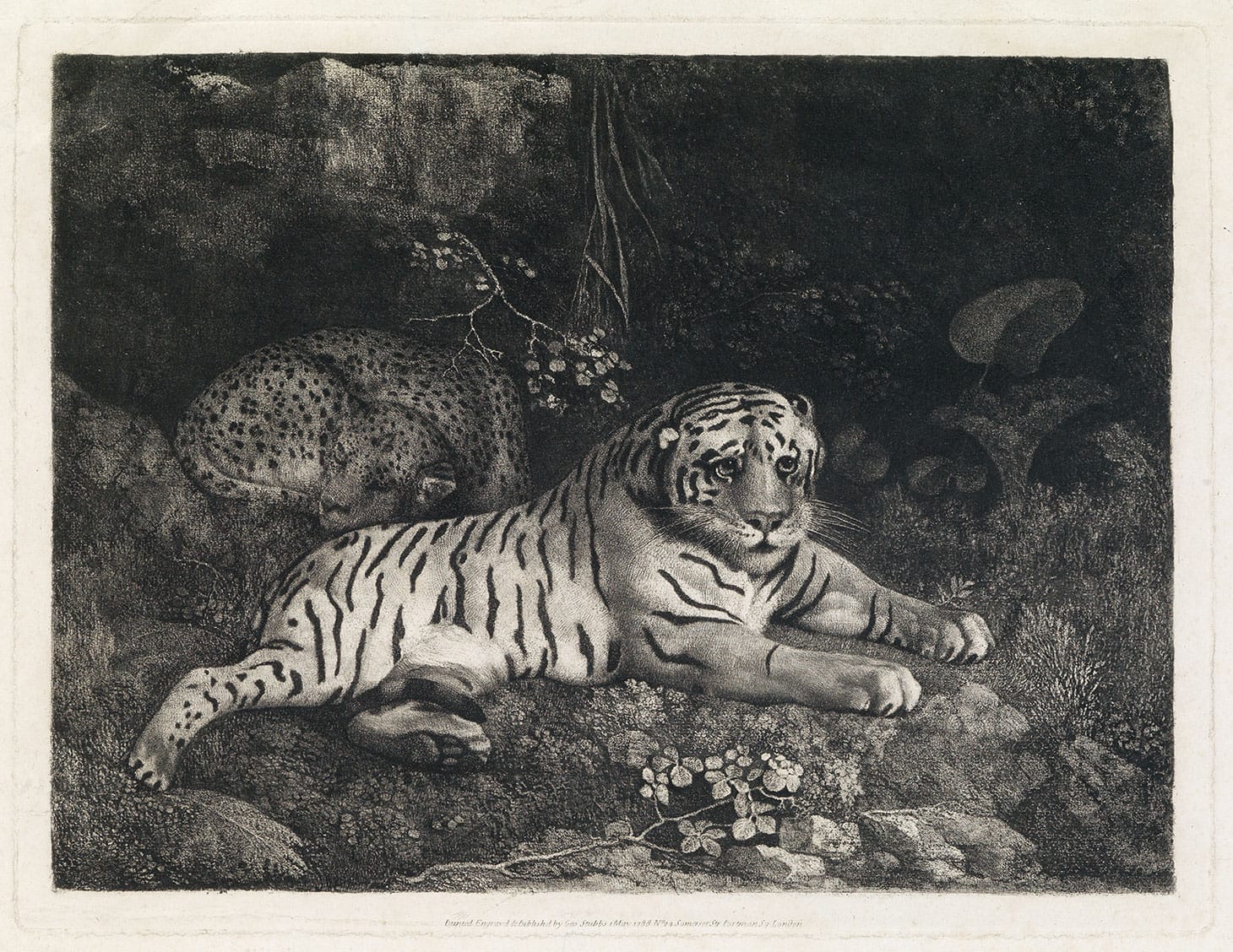 George Stubbs, "Two Tygers (or A Tiger and a Sleeping Leopard)" (1788), etching (image courtesy Swann Galleries)