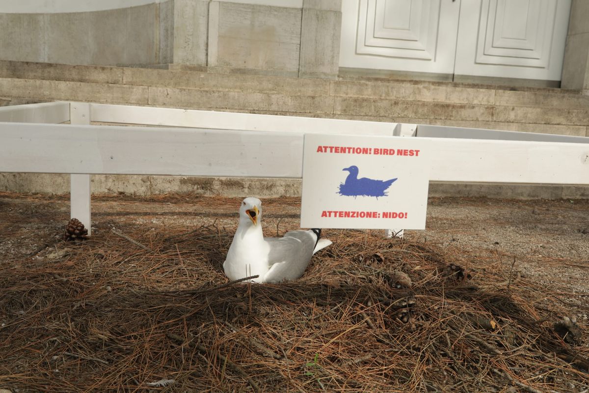 Nesting Seagull Becomes Unexpected Star of Venice Biennale