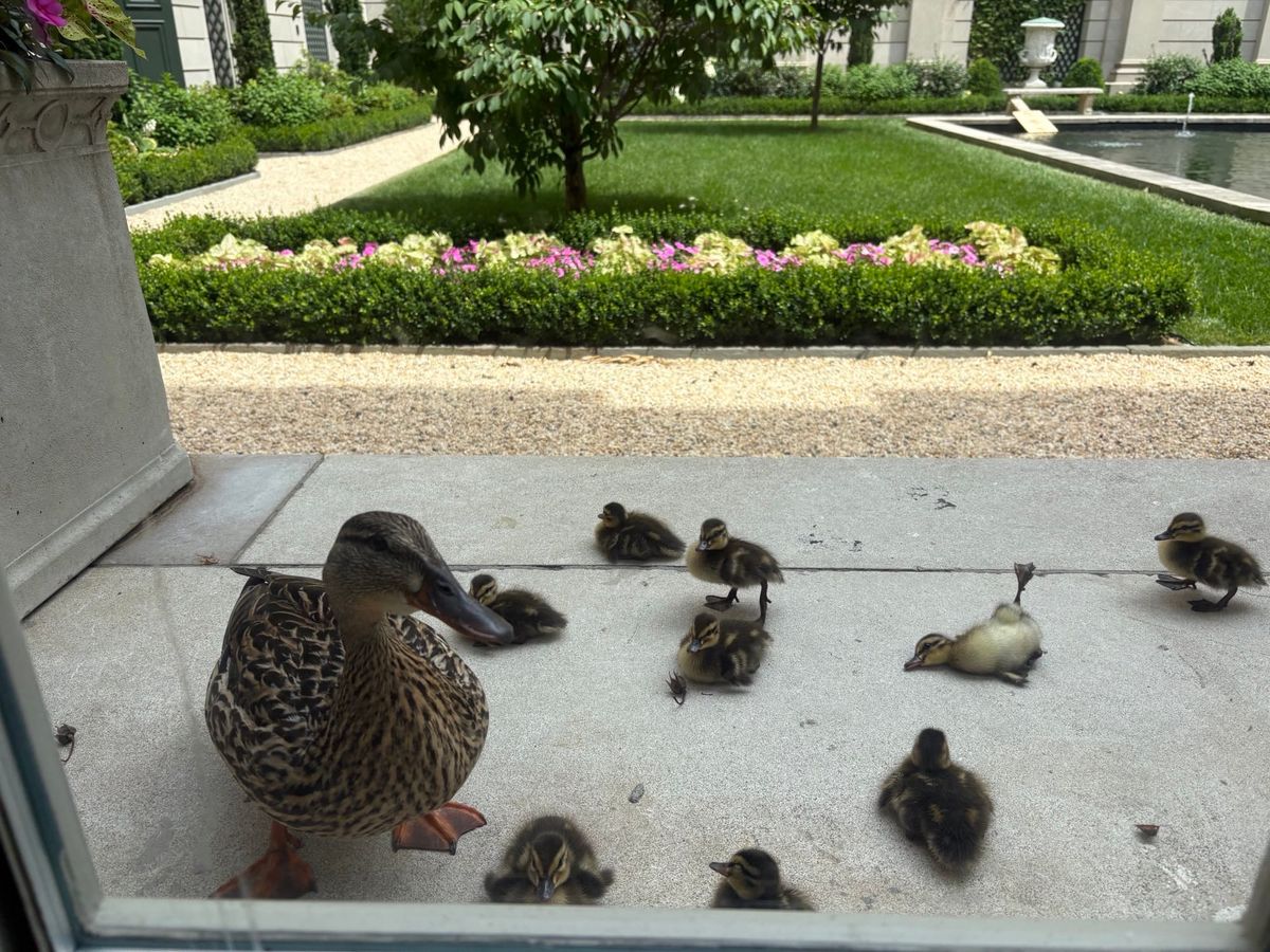 Adorable Duck Family Steals Hearts at Frick Museum