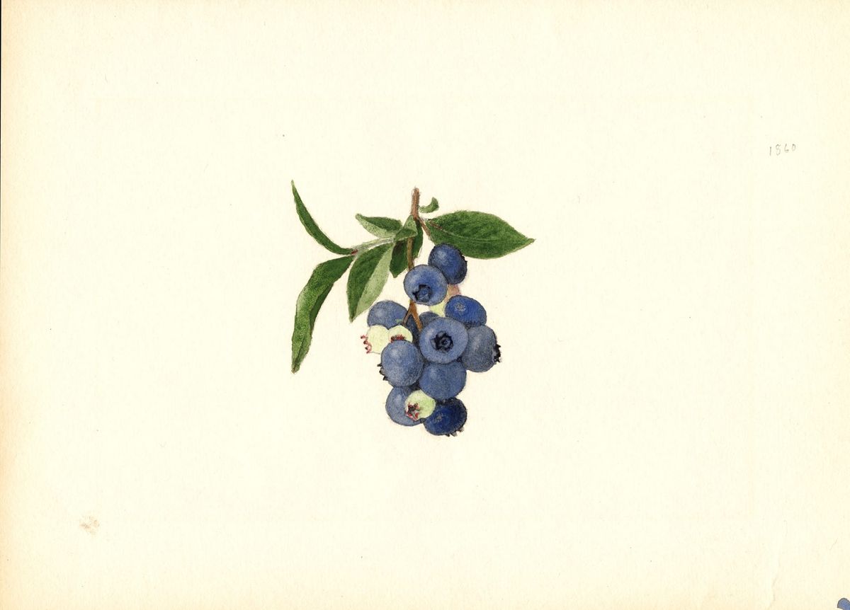 Before Photography, Watercolorists Documented the Luscious Variety of Fruits and Nuts