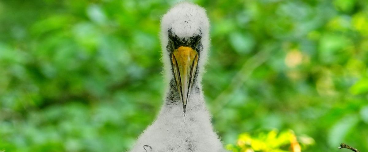 An Astonishingly Intimate Film Takes Us Deep Into the Woods