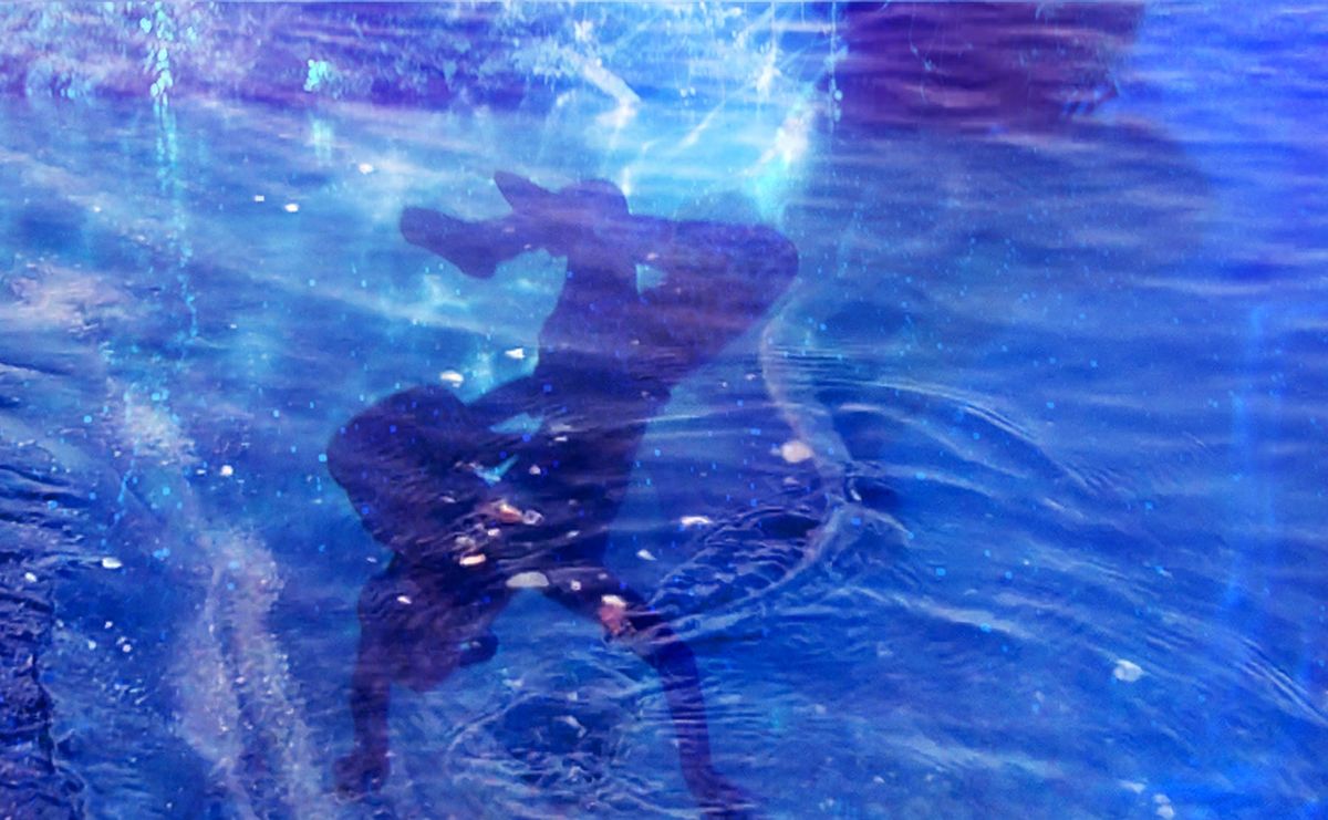 BRIC Presents Suné Woods: Aragonite Stars, a Five-channel Video Installation