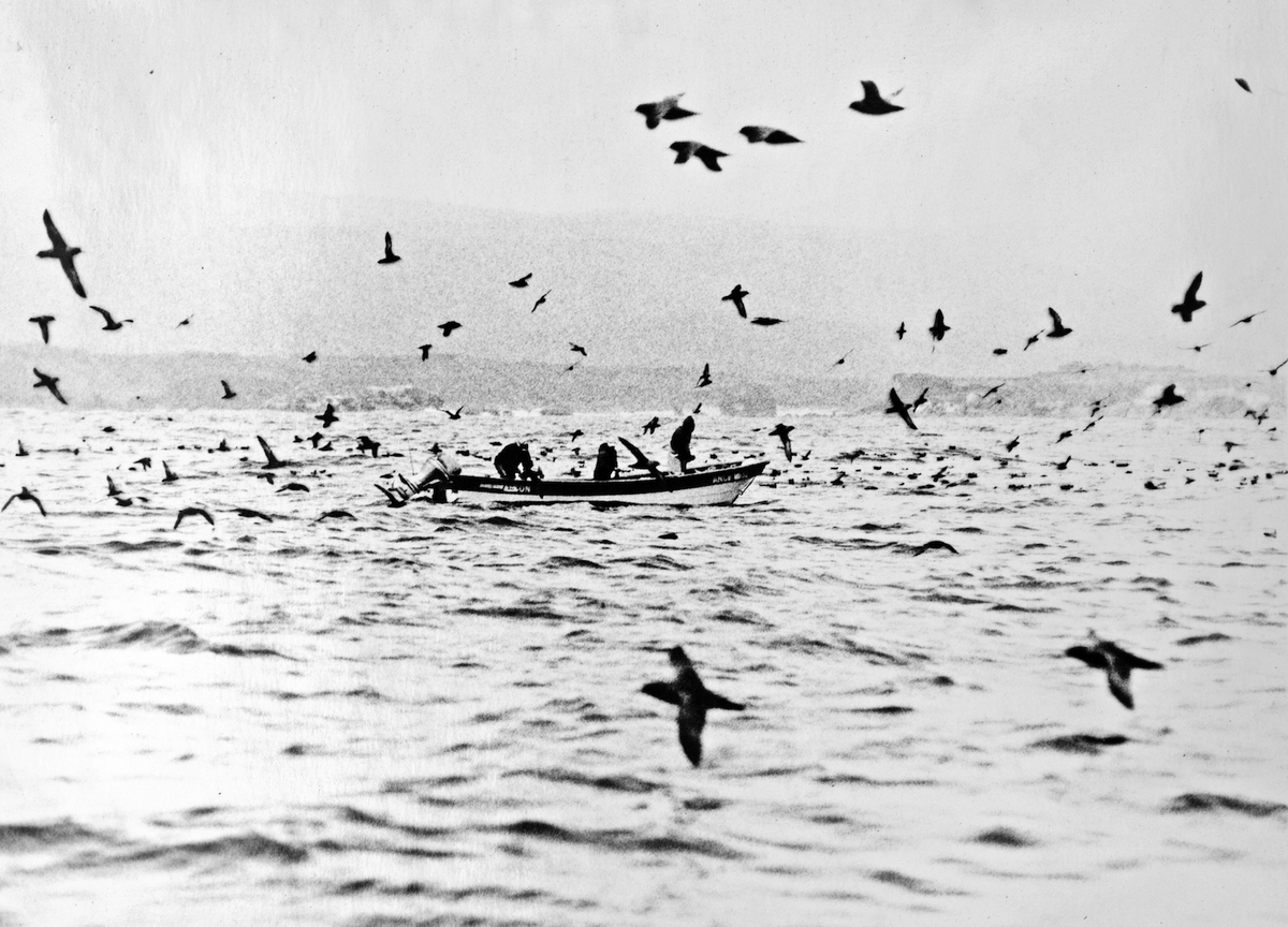 Returning to the Island of Chiloé