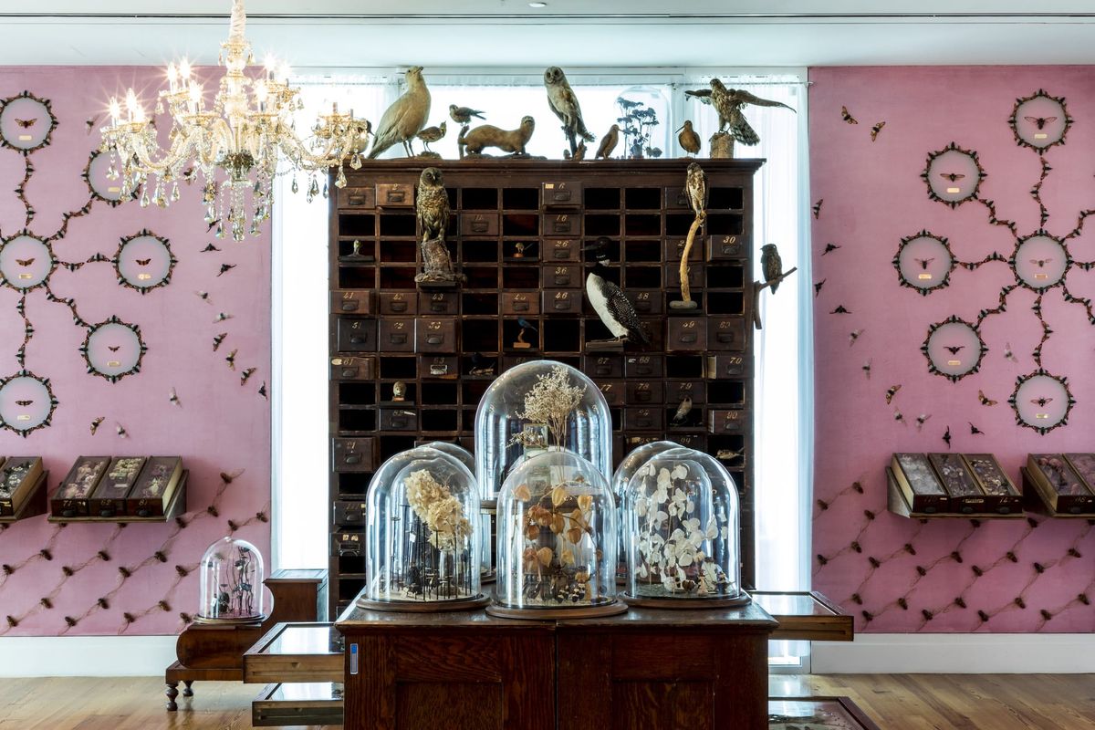 Jennifer Angus Fills a Room With Cicadas at the Staten Island Museum