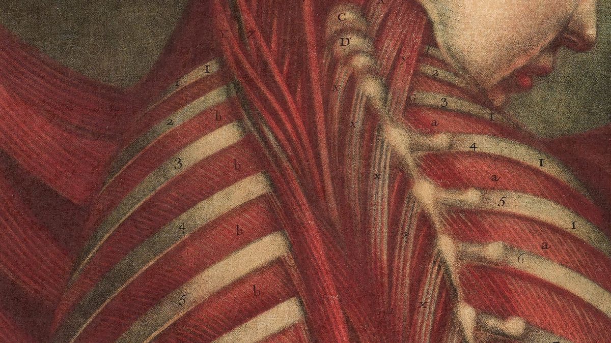 Harvard Art Museums Presents Dare to Know: Prints and Drawings in the Age of Enlightenment