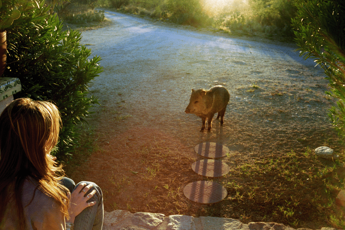 University of Arizona Presents North American Premiere of Linda McCartney Retrospective