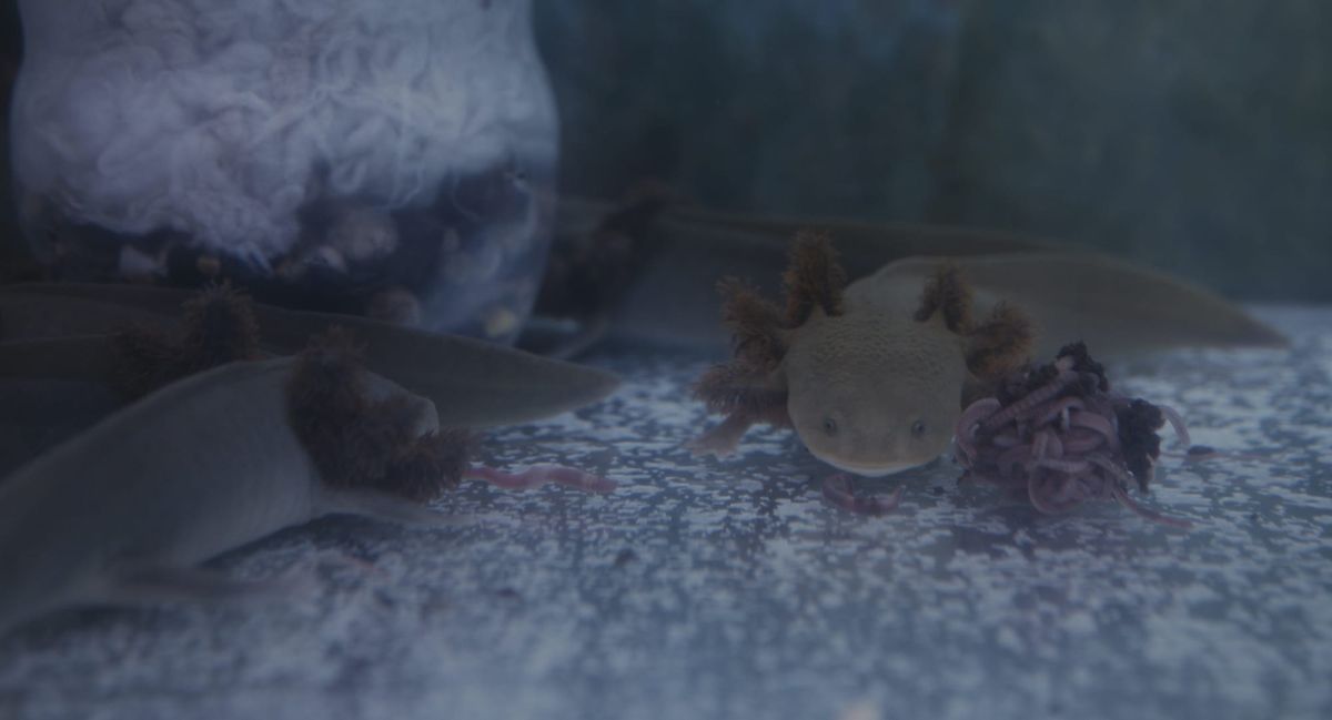 What Salamanders Tell Us About Our Future on Earth