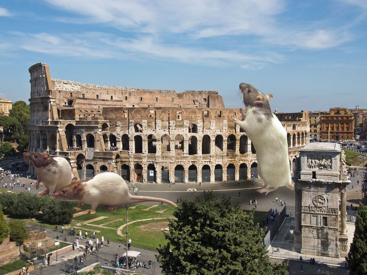 Rat Infestation Plagues Rome’s Colosseum