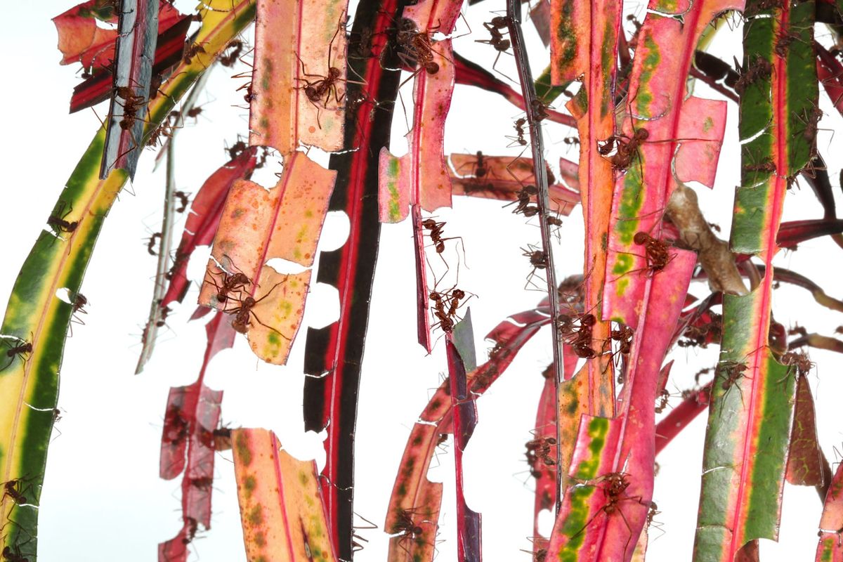 What is This? Artwork for Ants?