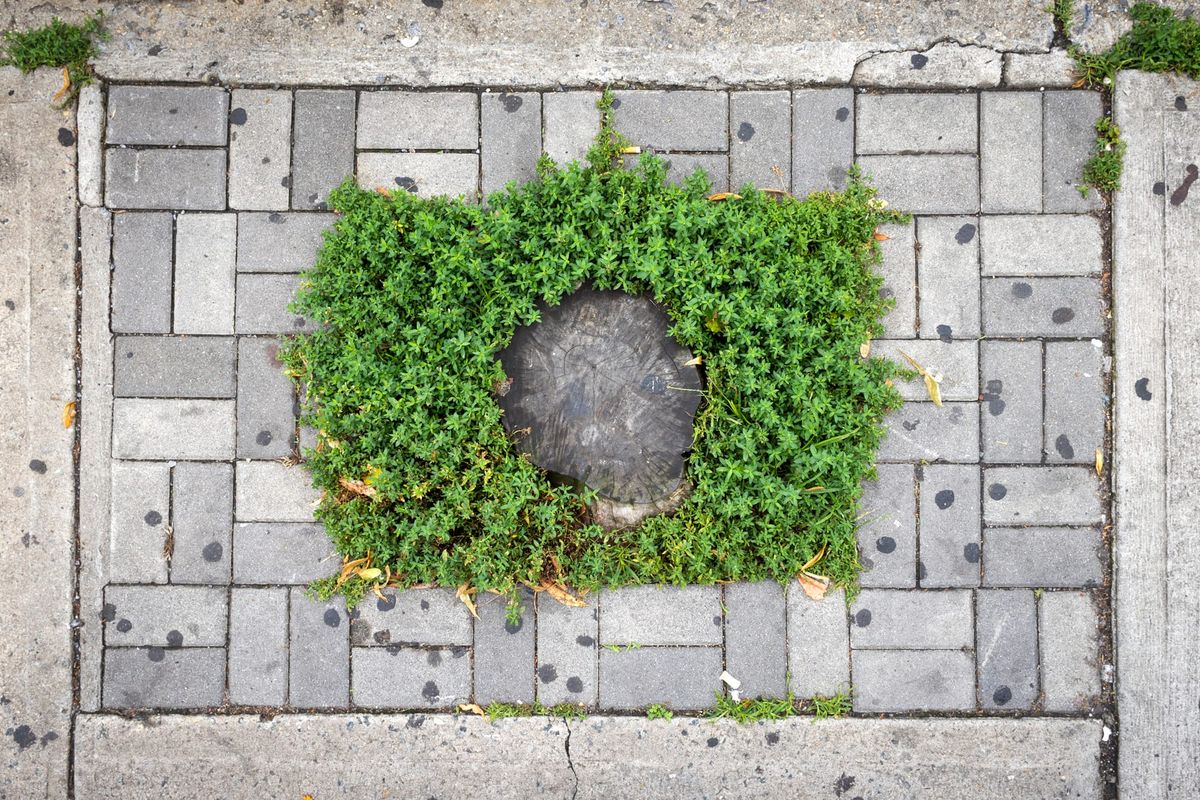 Documenting Ridgewood's Abandoned Tree Beds