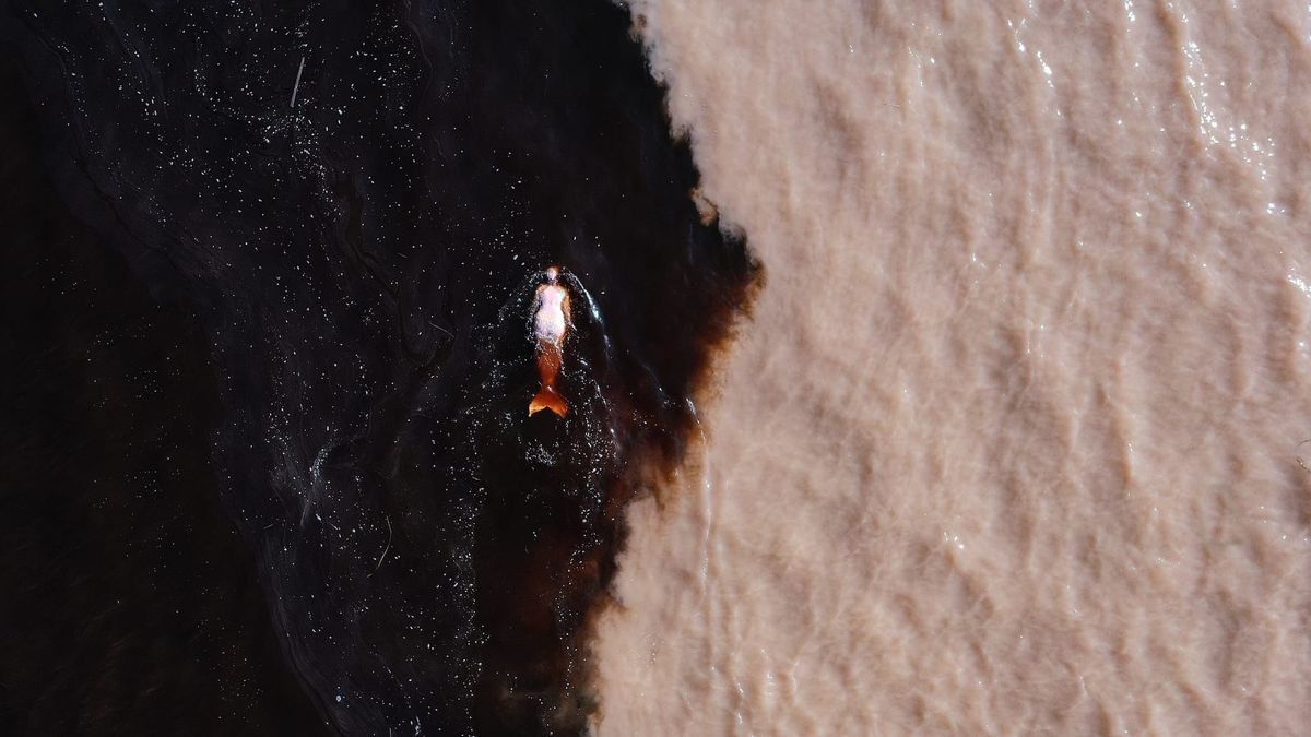 Pink Dolphins Bear Witness to the Amazon’s Destruction