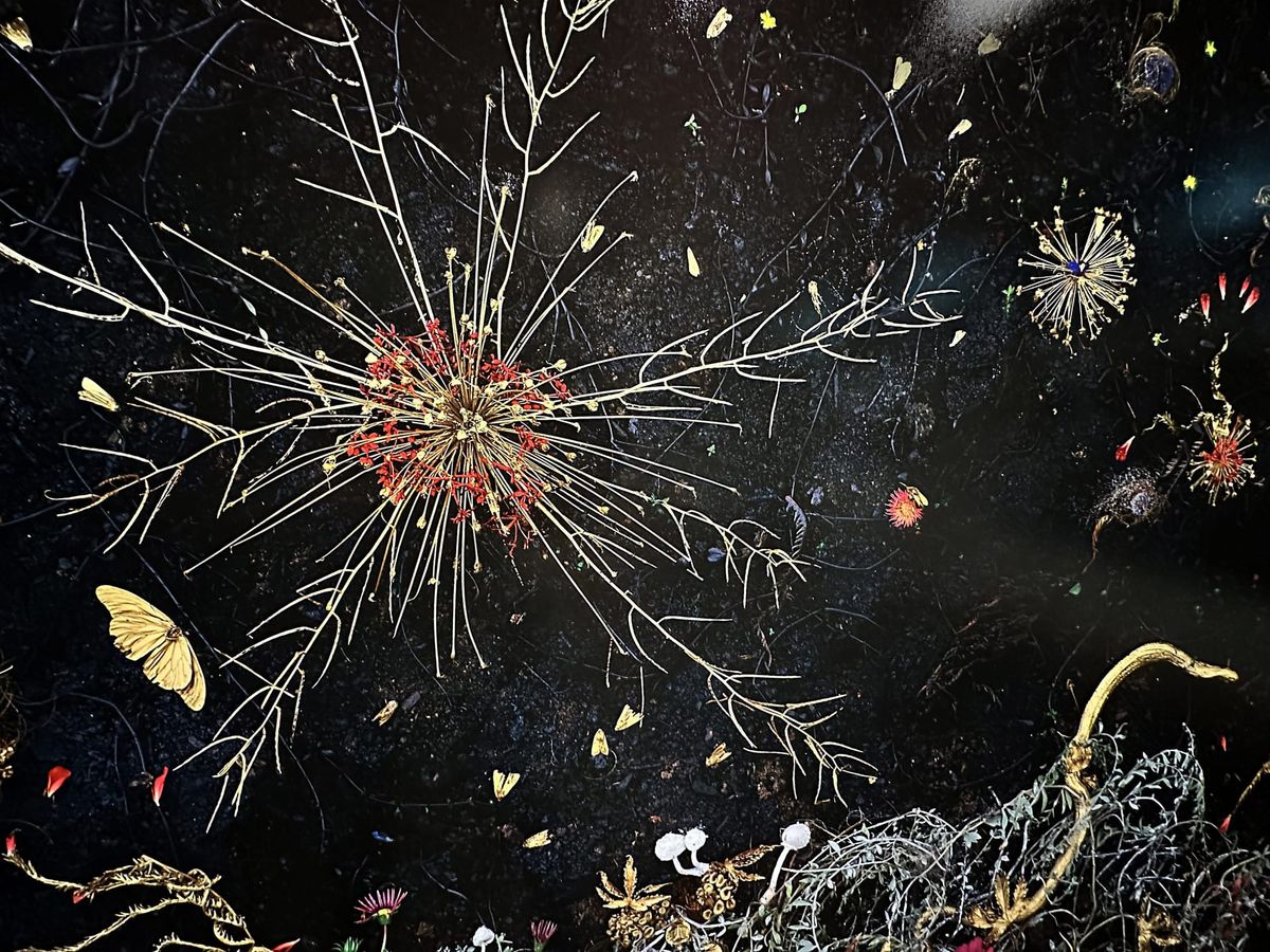 The Agony and Ecstasy of Tanya Marcuse’s Labyrinths