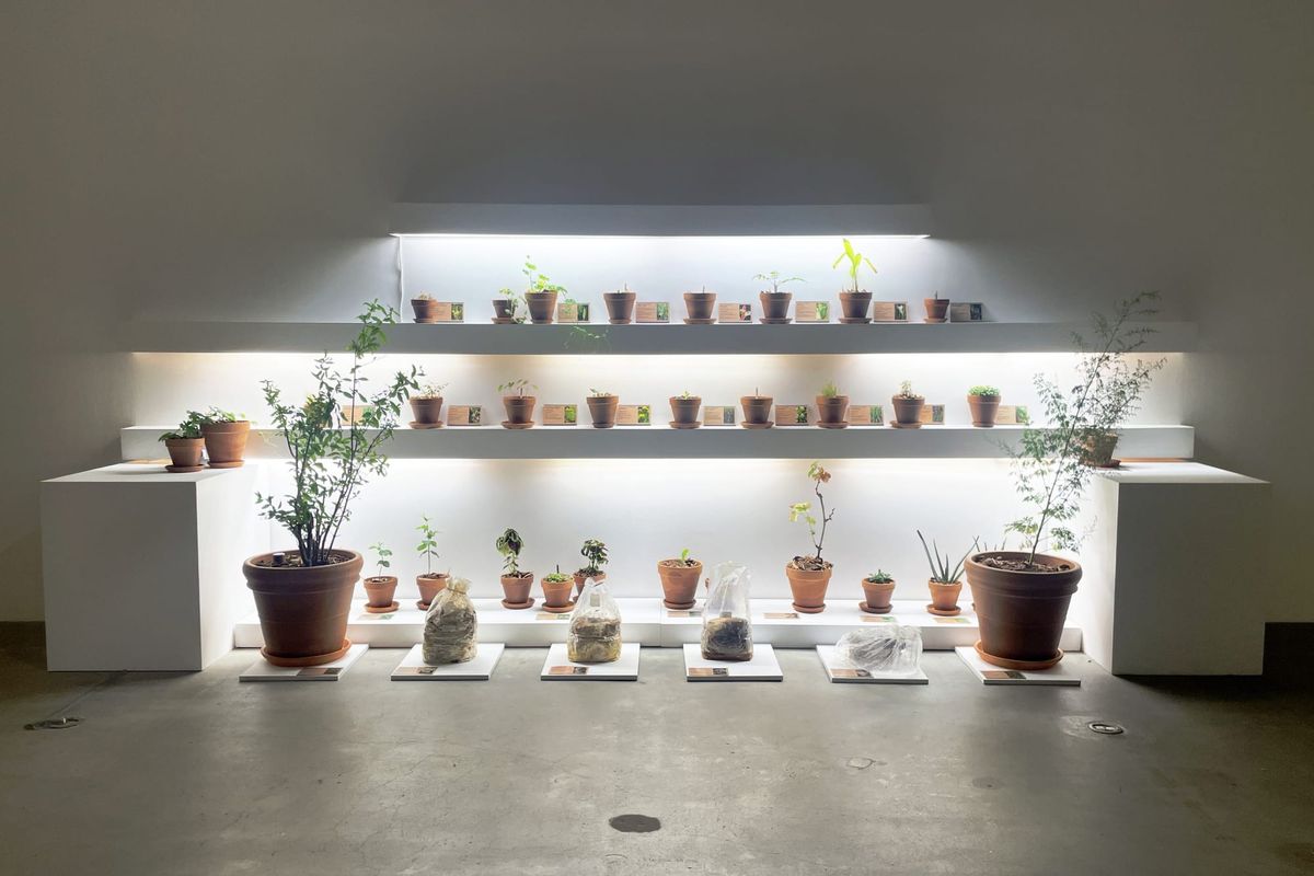 The Relentless Optimism of Beatriz da Costa