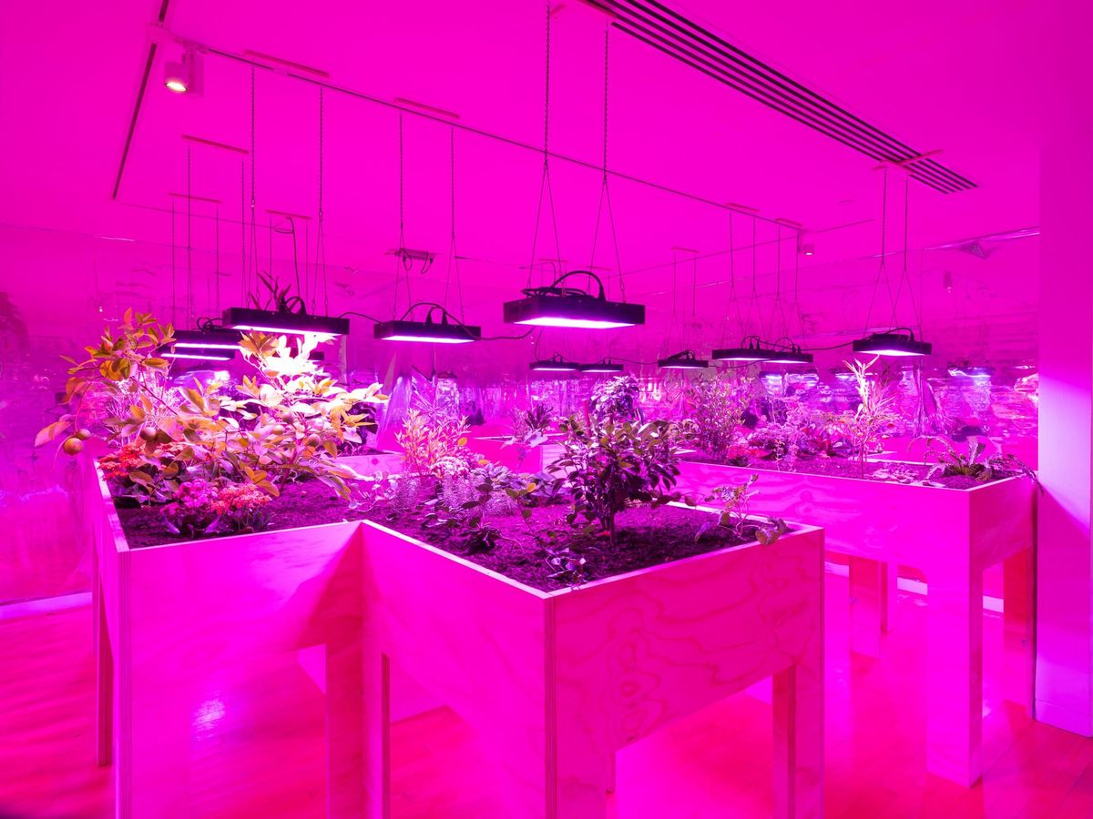 Artists Find Power, Care, and Resistance in the Garden