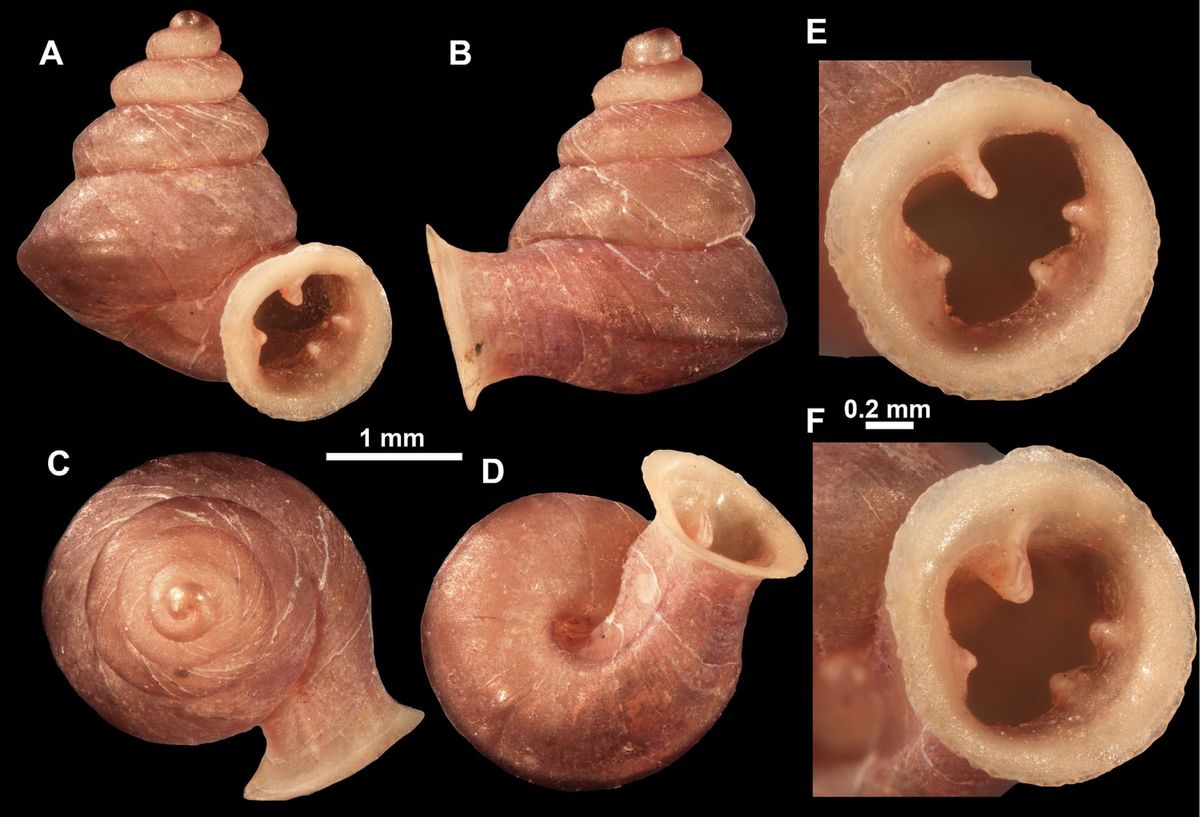 Meet the “Microsnail” Named After Picasso