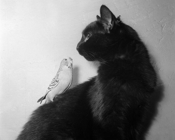 Are Black Cats Modernity’s Icons?